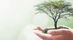 Un pequeño árbol sostenido en dos manos simboliza nuestra acción para la protección del medio ambiente.